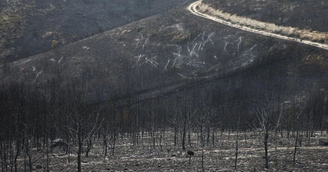 Φάμελλος: Συνταγματική υποχρέωση η κήρυξη ως αναδασωτέας της έκτασης που κάηκε